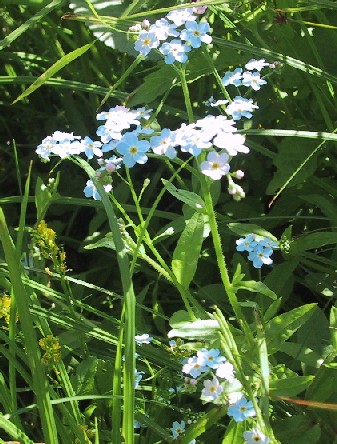 Myosotis scorpioides