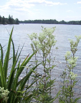 Filipendula ulmaria