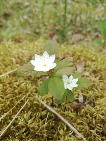 Lysimachia europaea