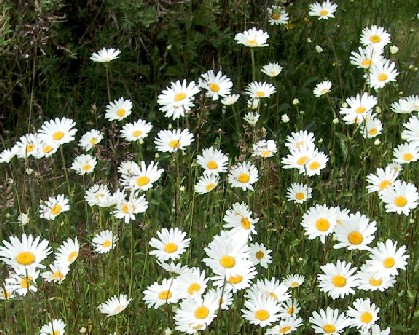 Chrysanthemum vulgare