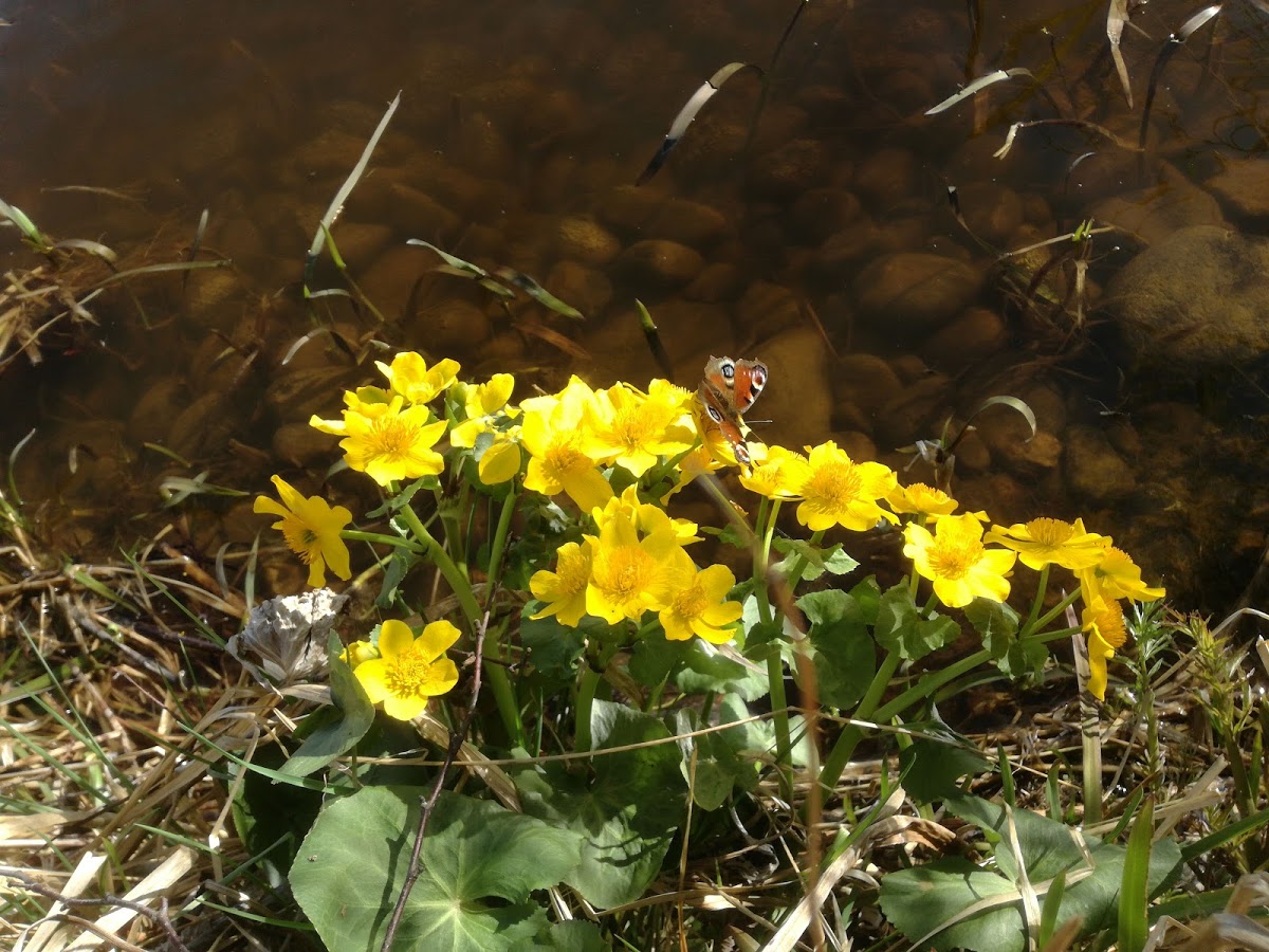 Caltha palustris