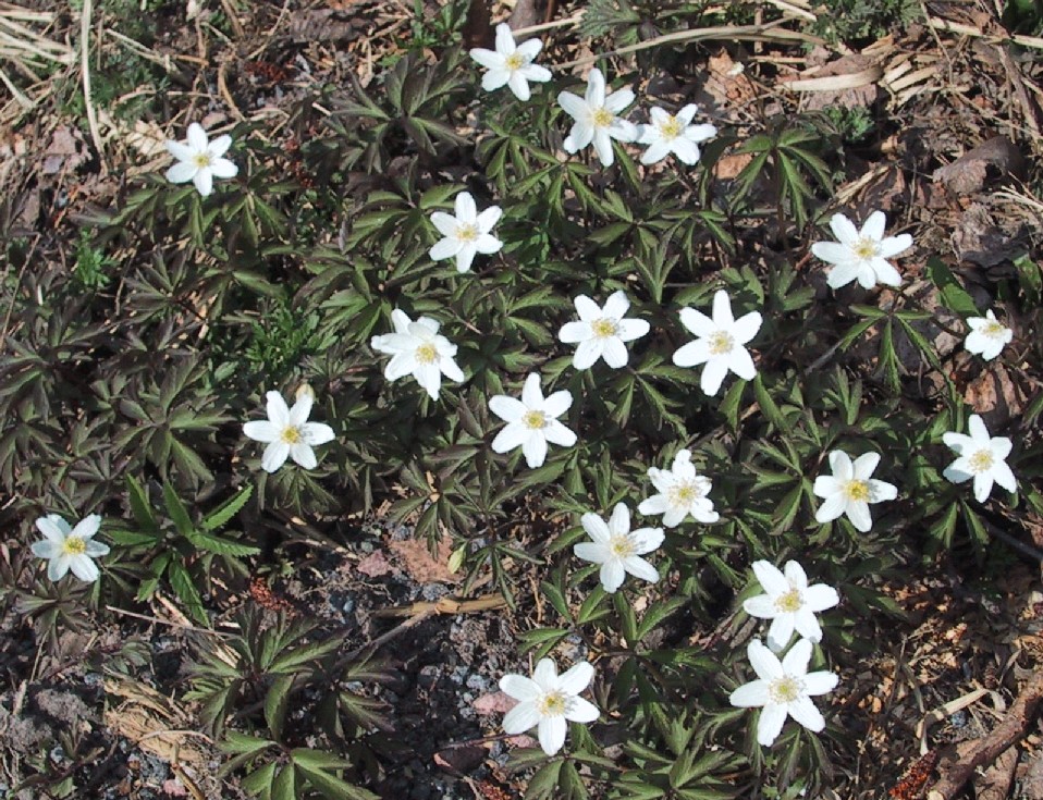 Anemone nemorosa